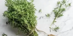  عشبة الزعتر: فوائدها واستخداماتها